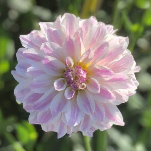 Time For All - Blomsterverden